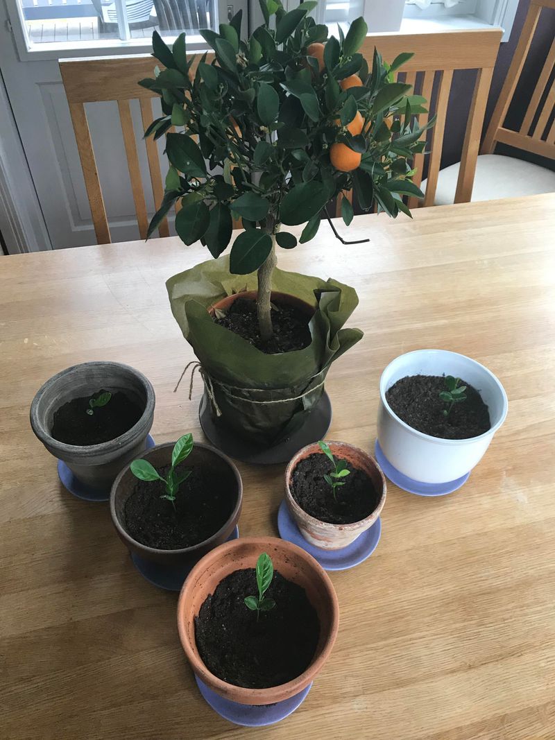 Sow Seeds In Warm, Moist Potting Mix Sow Seeds In Warm, Moist Potting Mix