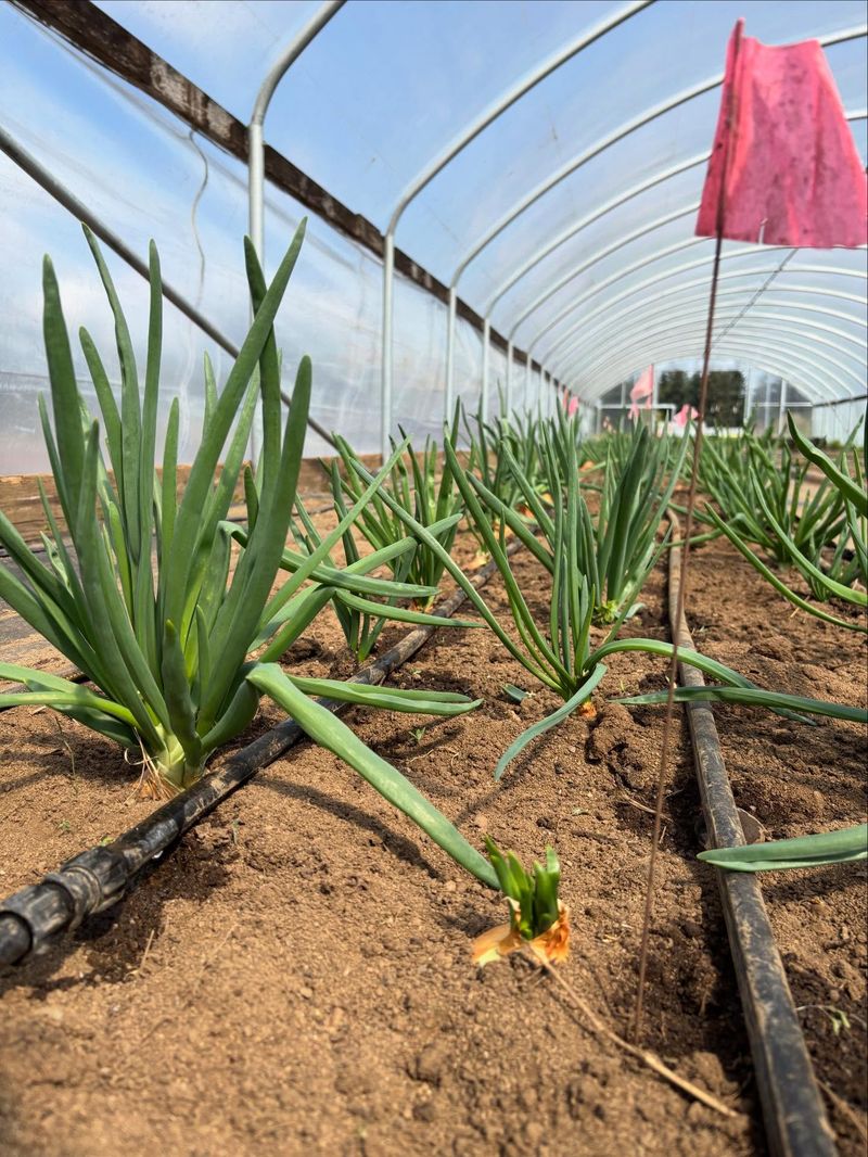 Sow Seeds Now For A Late Fall And Winter Harvest