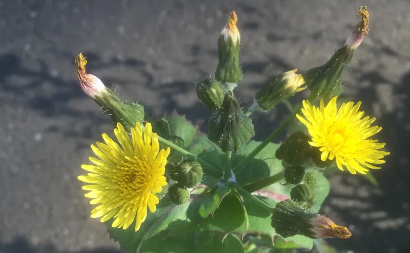 Sow Thistle Sow Thistle