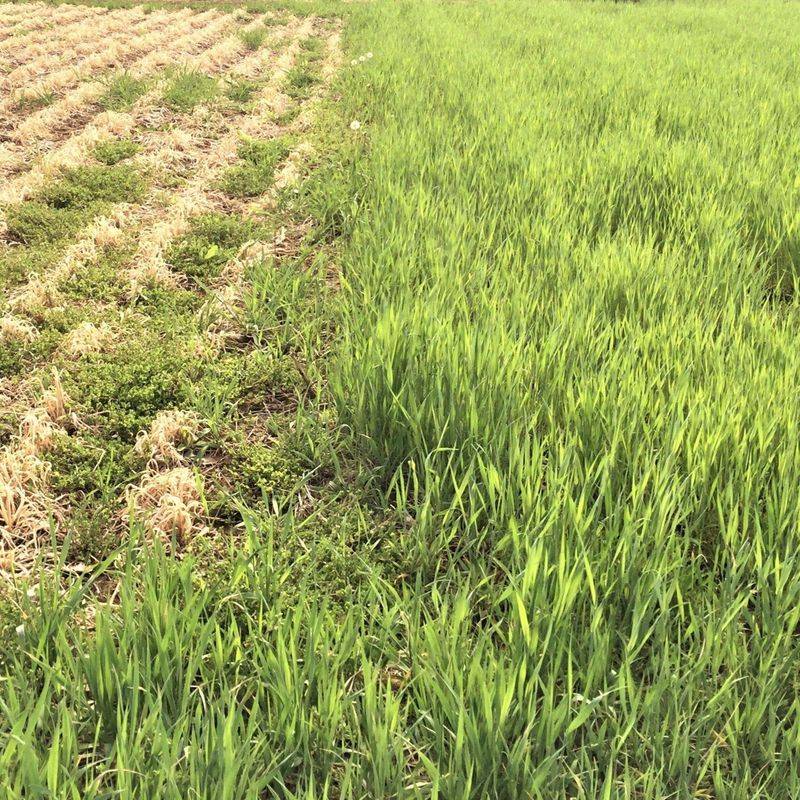 Sow Winter Rye Over Your Softening Bales