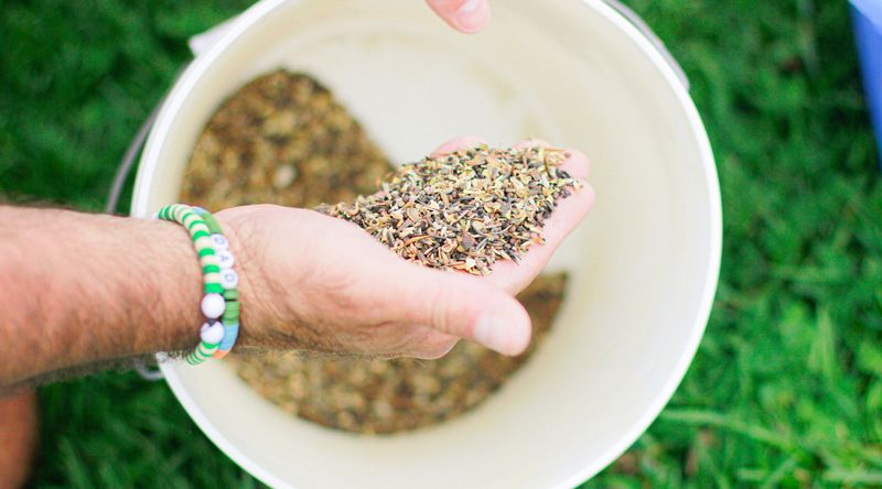 Sow shallowly and make seed-to-soil contact