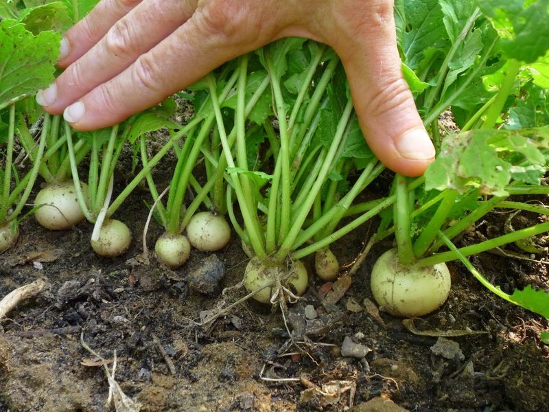 Spacing Controls How Big Roots Can Grow Spacing Controls How Big Roots Can Grow