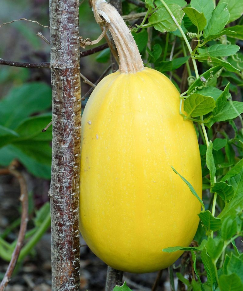 Spaghetti Squash As It Shifts From Ivory To Golden Yellow