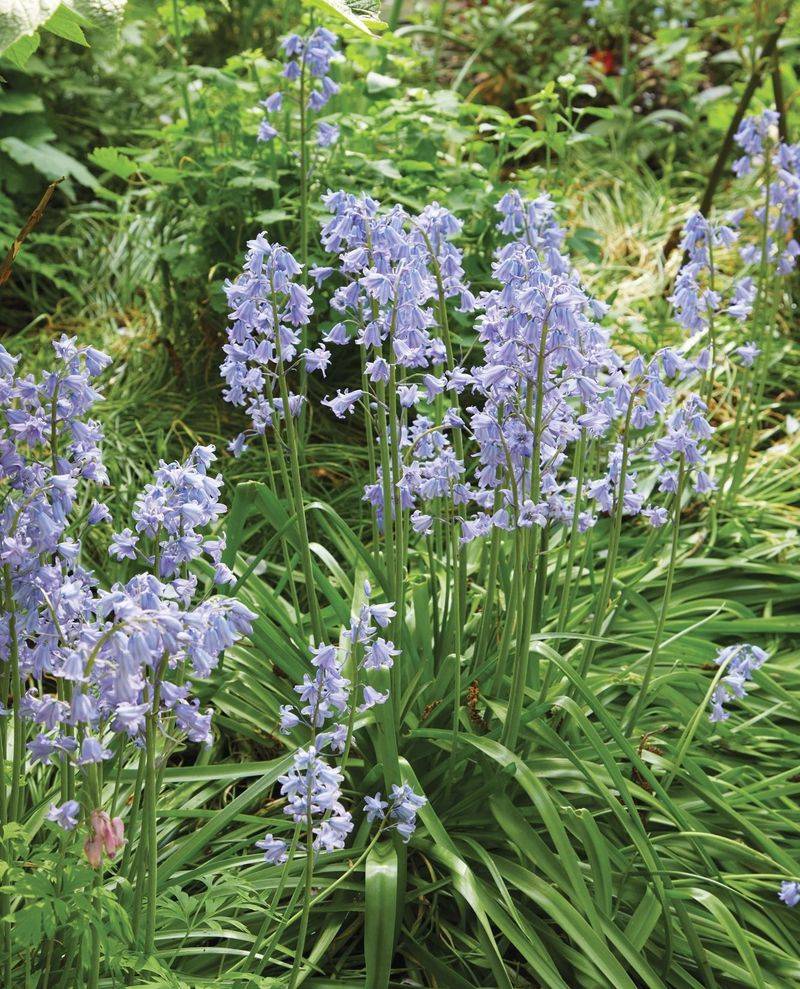 Spanish Bluebells Brighten Shady Spots Under Trees Spanish Bluebells Brighten Shady Spots Under Trees