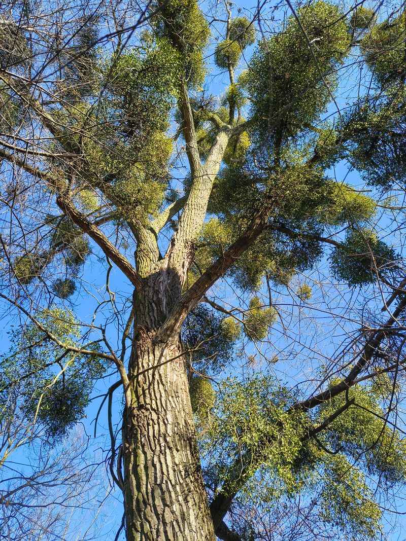 Spanish Moss And Mistletoe Clumps Can Fool Your Eyes Spanish Moss And Mistletoe Clumps Can Fool Your Eyes
