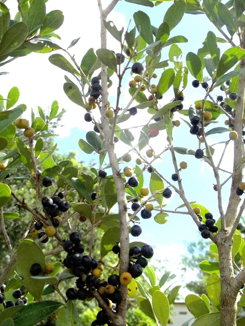 Spanish Stopper Fits Tight South Florida Yards