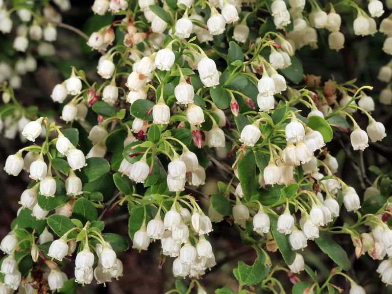 Sparkleberry, A Native Blueberry Relative Sparkleberry, A Native Blueberry Relative