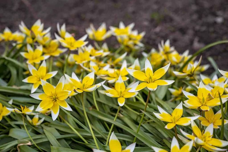 Species Tulips That Return In Southern Heat