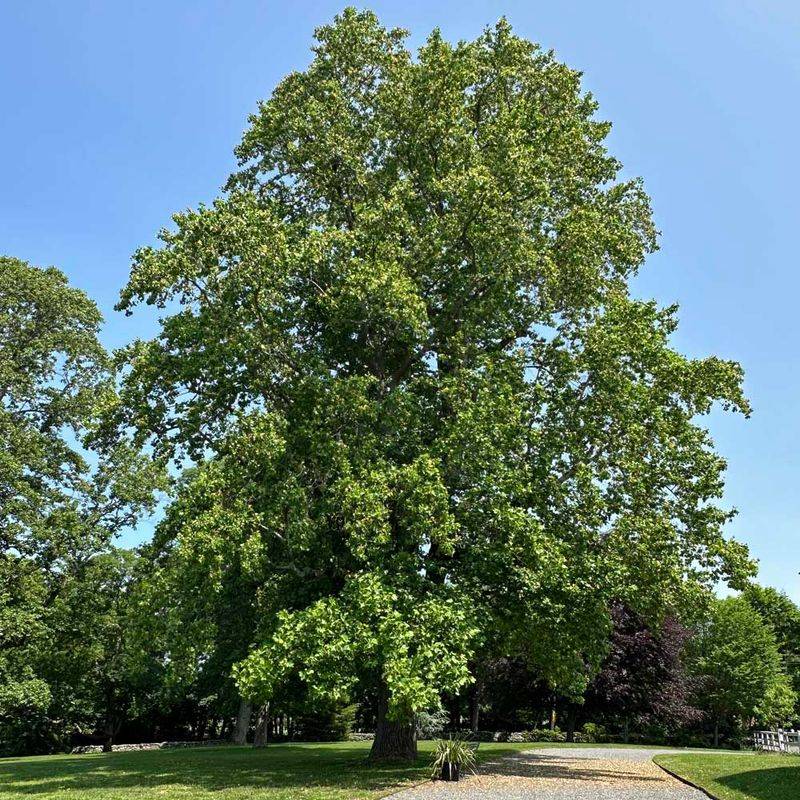 Specimen Trees Honored For Outstanding Size And Quality