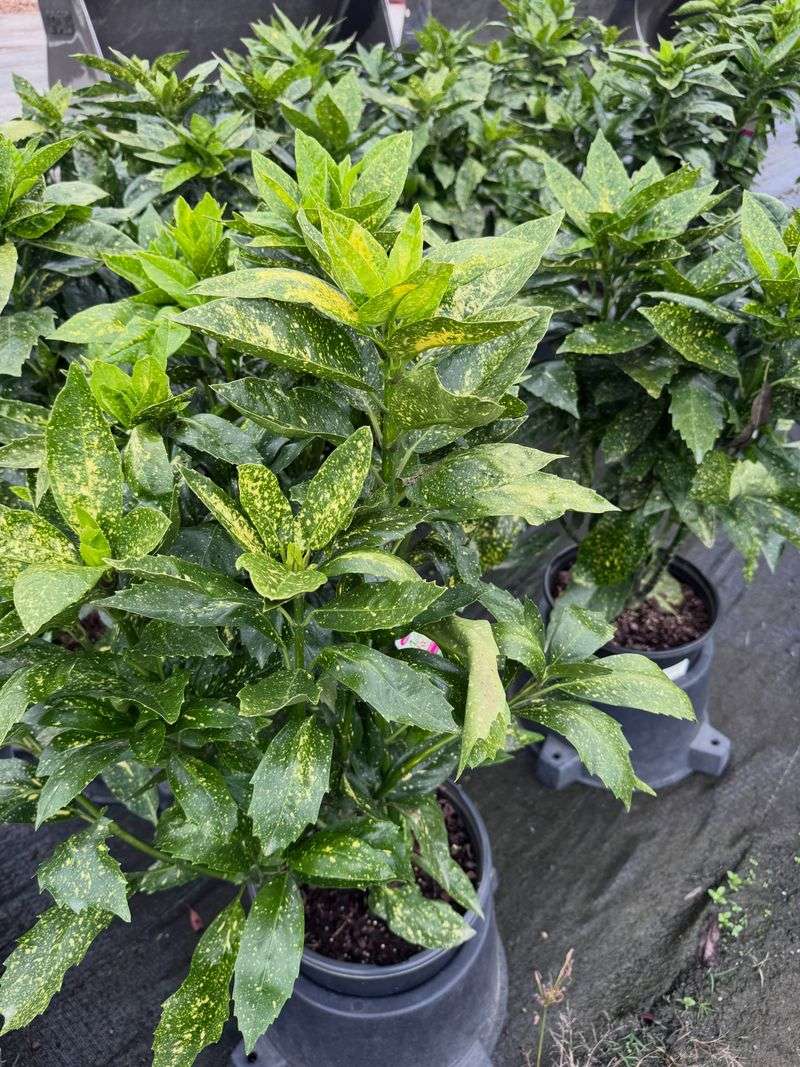 Speckled Aucuba Adds Variegation Where Sun Rarely Reaches Speckled Aucuba Adds Variegation Where Sun Rarely Reaches