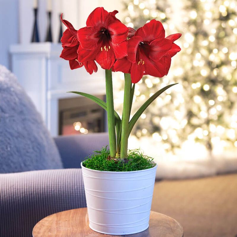 Speed Up Or Slow Down Amaryllis Buds In December