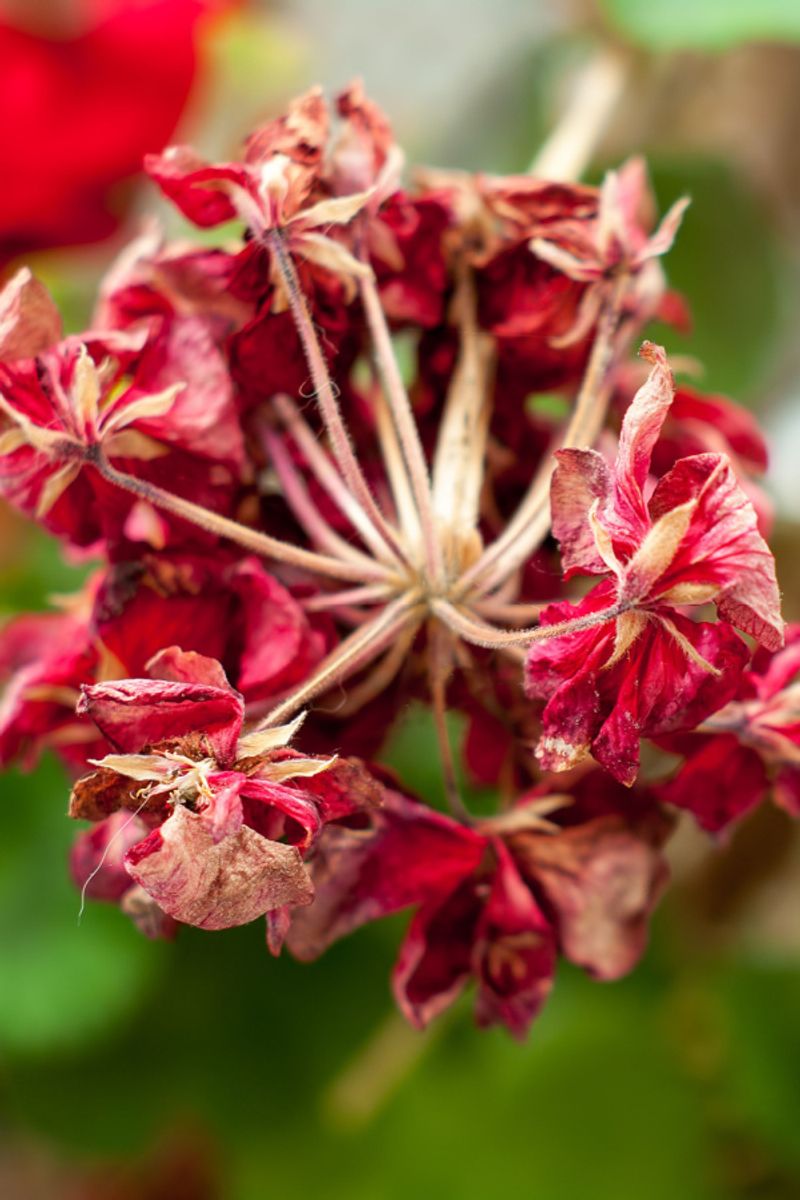 Spent Flowers Left On The Plant