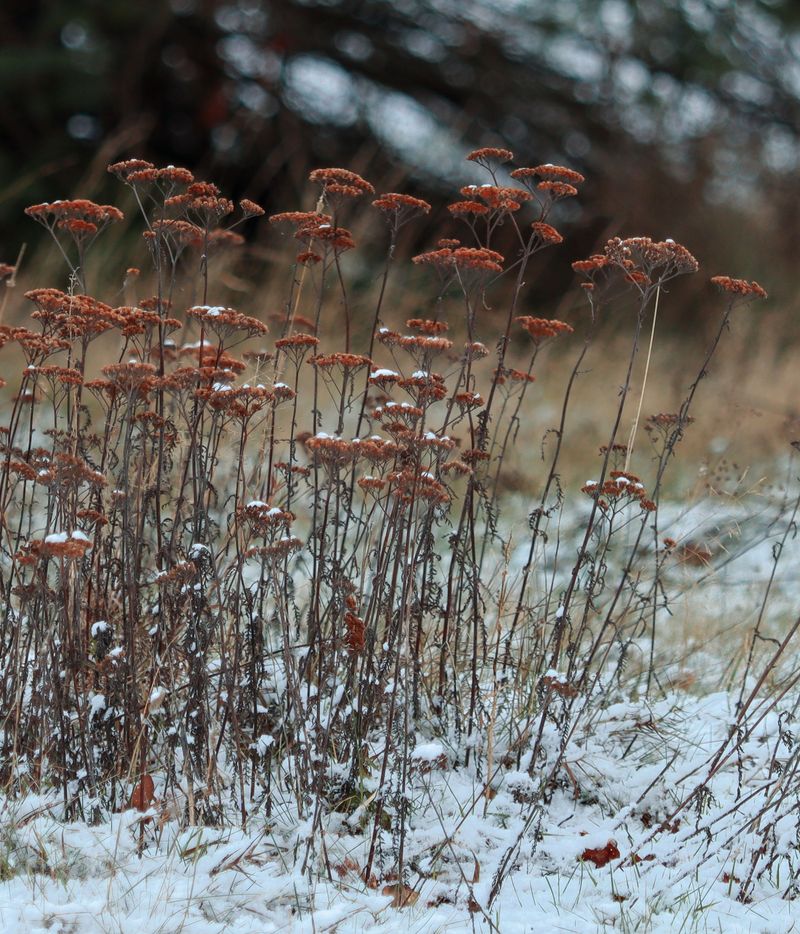 Spent Plants Left Standing Become A Winter Hotel For Pests