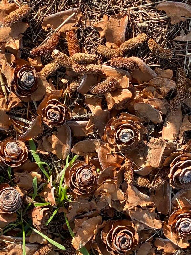 Spent Pollen Cones Pile Up Beneath The Branches Spent Pollen Cones Pile Up Beneath The Branches