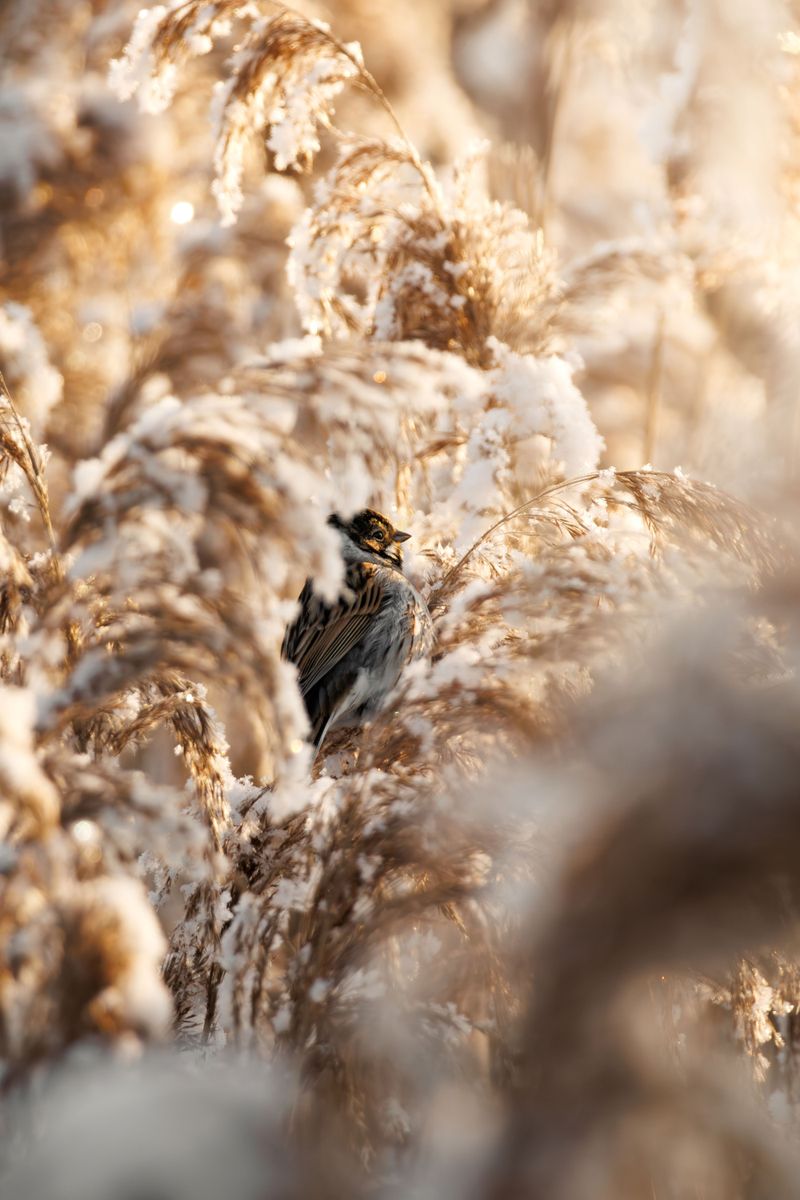 The Garden Cleanup Mistake That Harms Birds In New Jersey