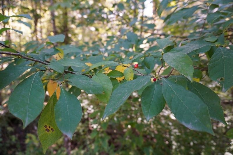 Spicebush Shines In Shady Spots Spicebush Shines In Shady Spots