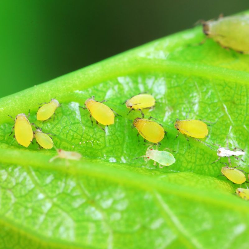 Spider Mites Or Aphids Are Feeding Underneath Spider Mites Or Aphids Are Feeding Underneath