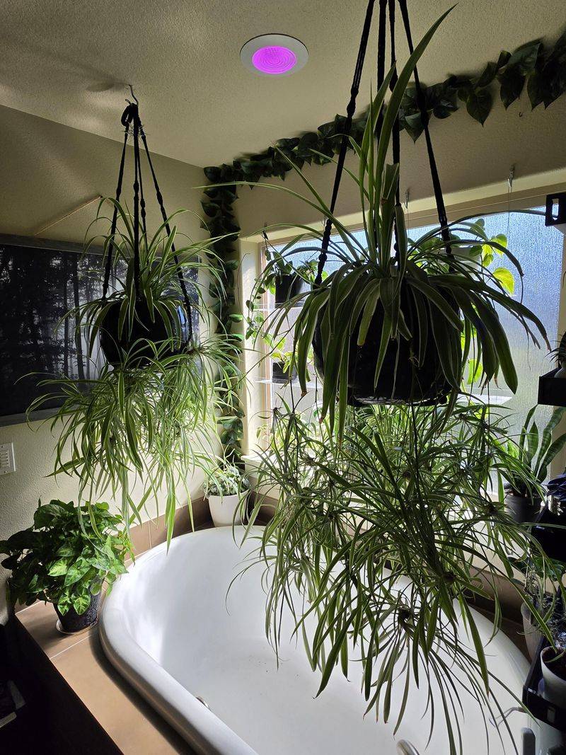 Spider Plant Hanging Above The Tub