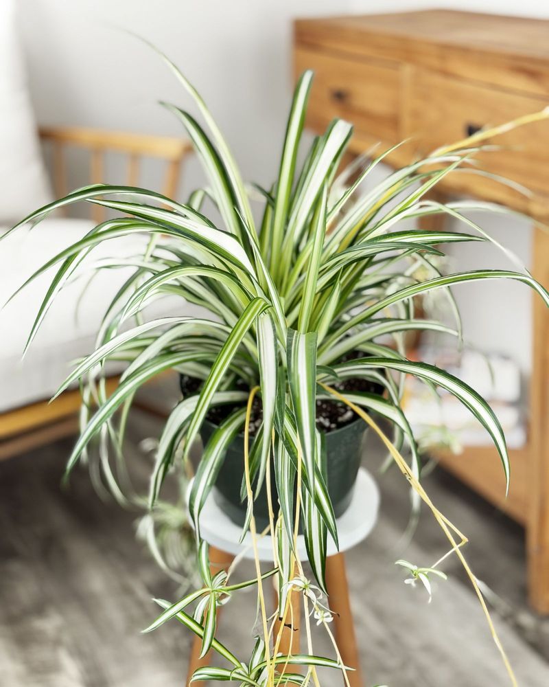 Spider Plant Spider Plant