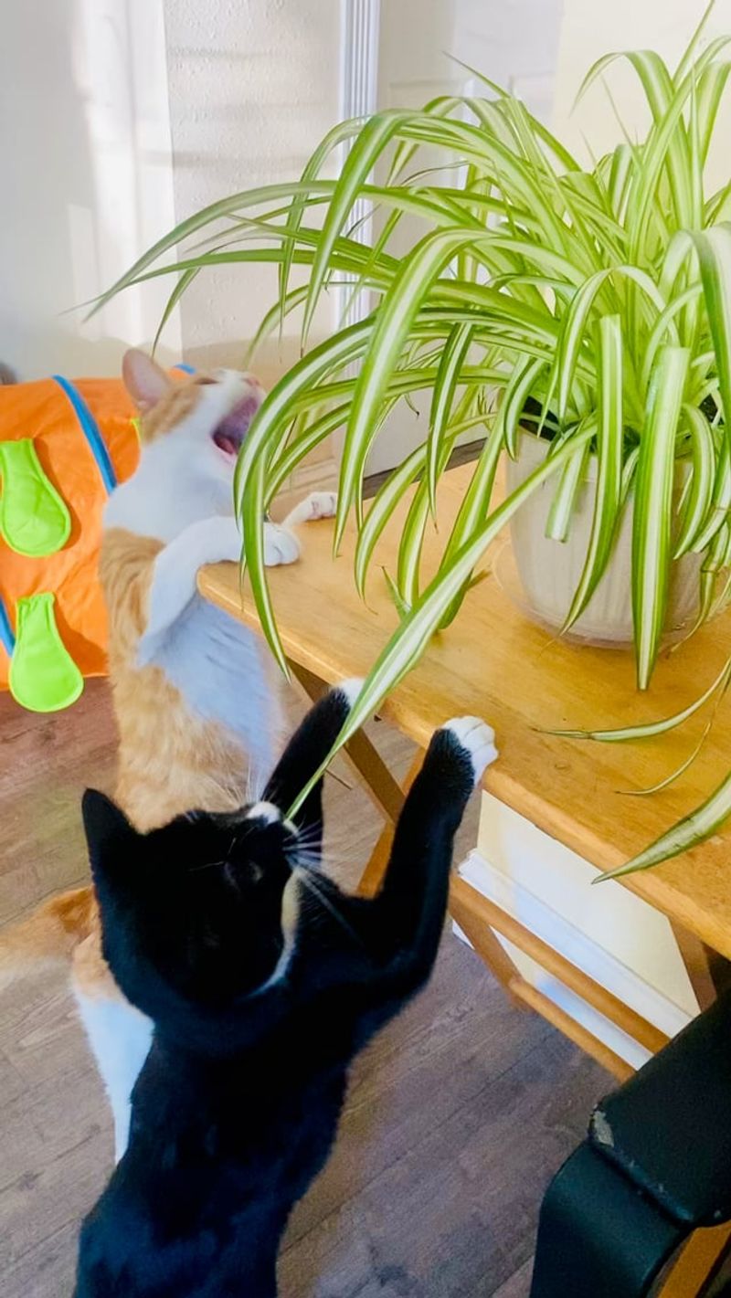 Spider Plants Are Safe Around Cats And Dogs Spider Plants Are Safe Around Cats And Dogs