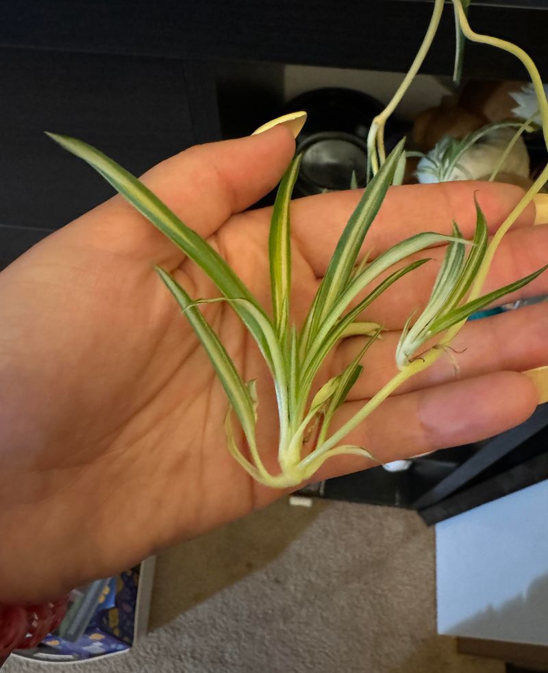 Spider Plants Hand You Ready-Made Babies Spider Plants Hand You Ready-Made Babies