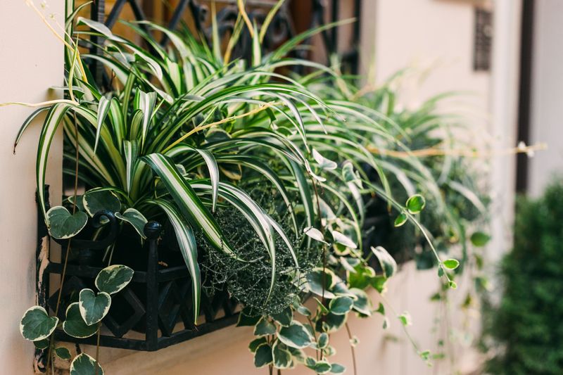 Spider Plants Simplify Care 