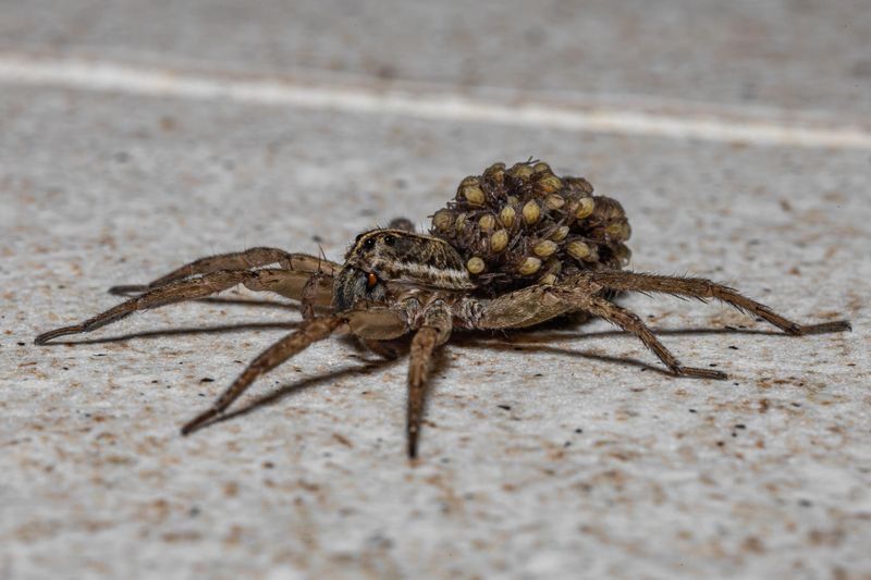 Spiderlings riding on her back are a stronger clue