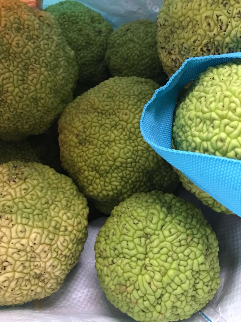 Spiders In The Basement Probably Won't Mind A Hedge Apple