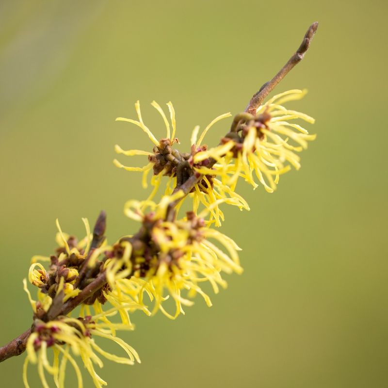 Spidery Yellow Flowers Appear Just As The Garden Goes Quiet Spidery Yellow Flowers Appear Just As The Garden Goes Quiet