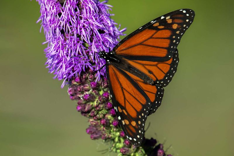 Spiked Blazing Star Draws Butterflies And Hummingbirds Spiked Blazing Star Draws Butterflies And Hummingbirds