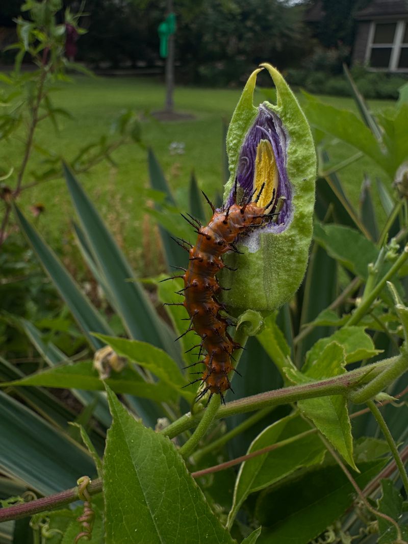Spiky Caterpillars Crawling Across Vines Spiky Caterpillars Crawling Across Vines
