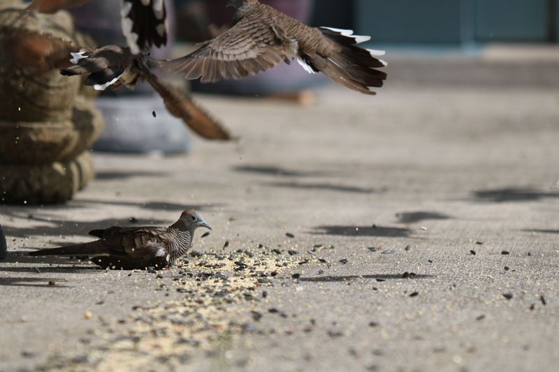 Spilled Bird Seed