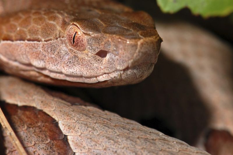 Spilled Birdseed Under Feeders Attracts Rodents And Snakes