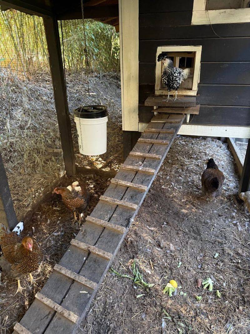 Spilled Chicken Feed Attracts Rodents That Coyotes Hunt Spilled Chicken Feed Attracts Rodents That Coyotes Hunt