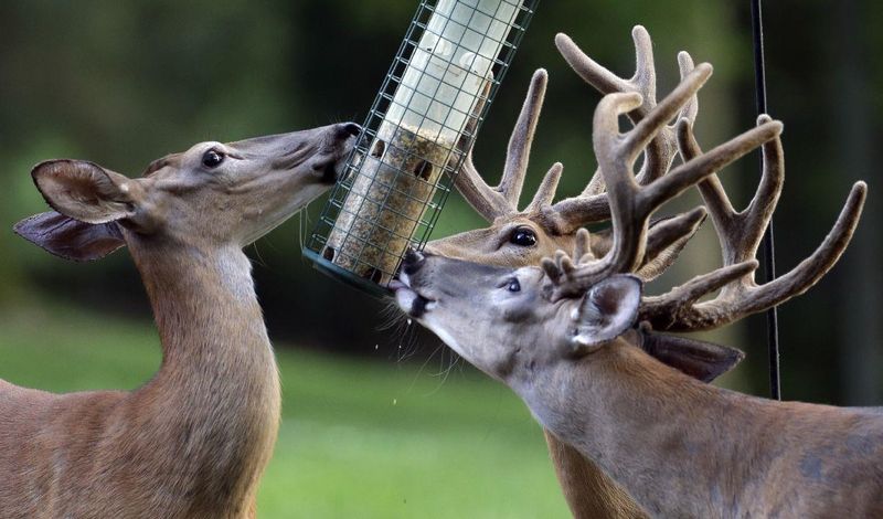 Spilled Corn And Birdseed Pull Deer Close