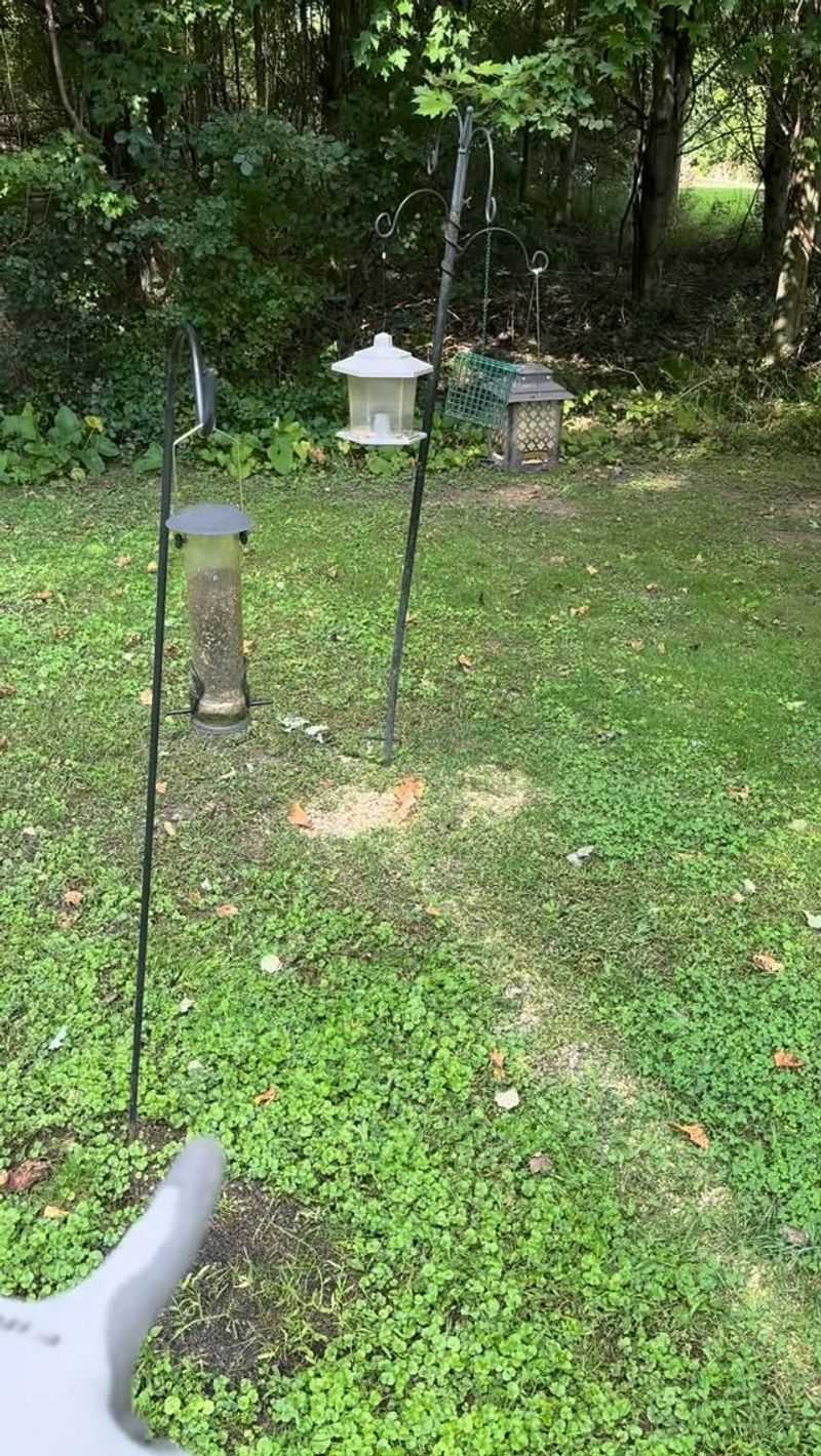 Spilled Seed Draws Rodents And Deer Spilled Seed Draws Rodents And Deer