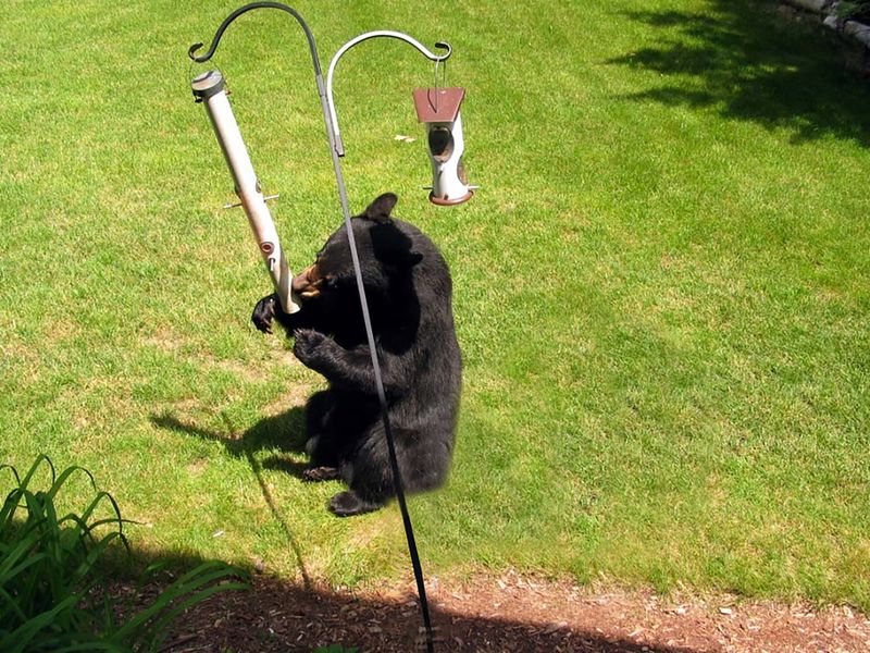Spilled Seed Under The Feeder Is Just As Tempting