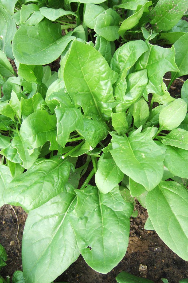 Spinach Can Still Be Sown In Eastern Virginia
