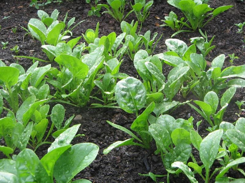 Spinach Grows Sweeter Leaves In Cold Weather