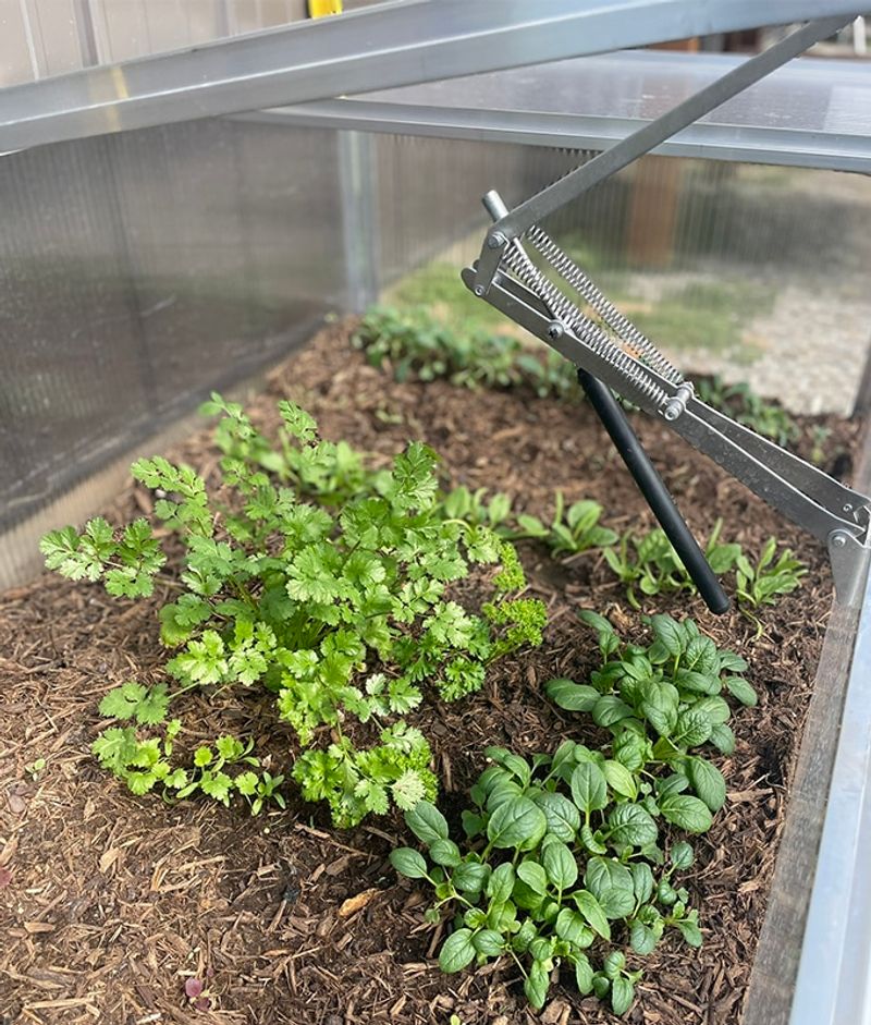 Spinach, Kale, And Lettuce Love Life Under Glass Spinach, Kale, And Lettuce Love Life Under Glass