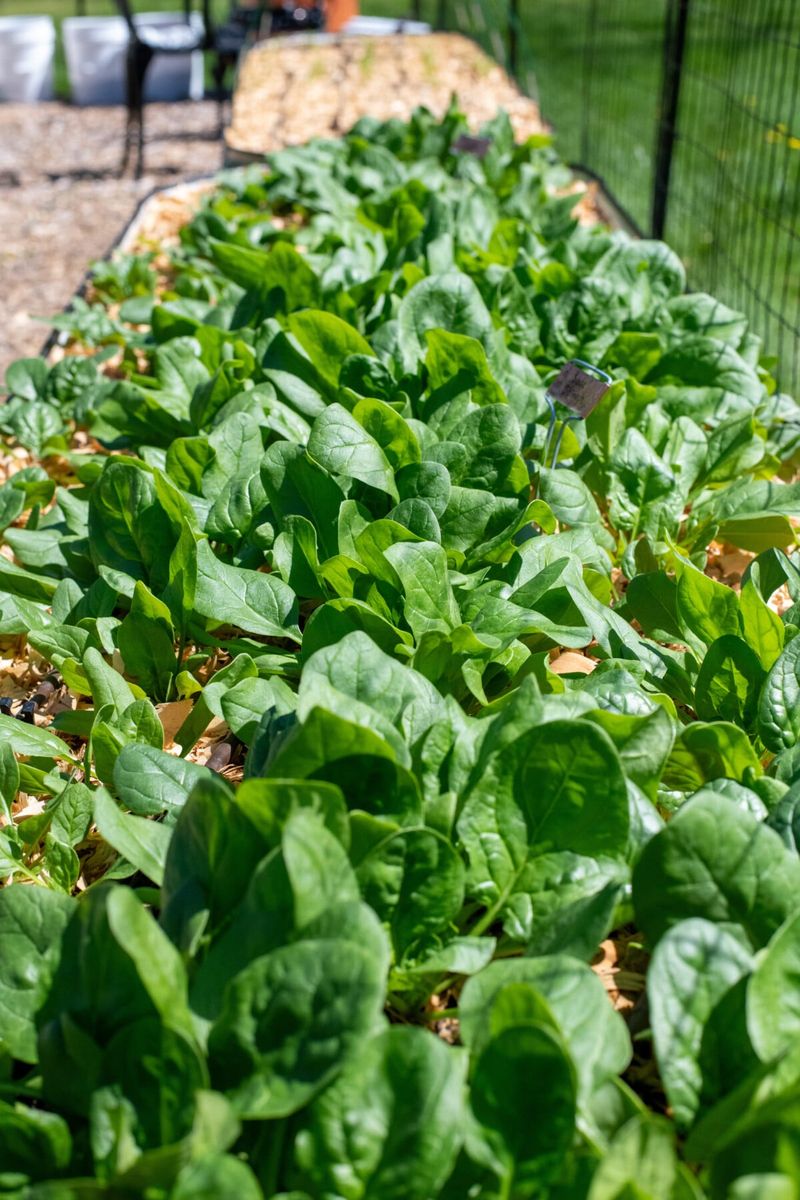 Spinach Seeded In Warmer Areas By Late October Handles Frost Well Spinach Seeded In Warmer Areas By Late October Handles Frost Well