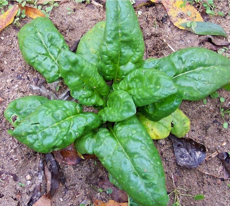 Spinach Shrugs Off North Carolina Chills Spinach Shrugs Off North Carolina Chills