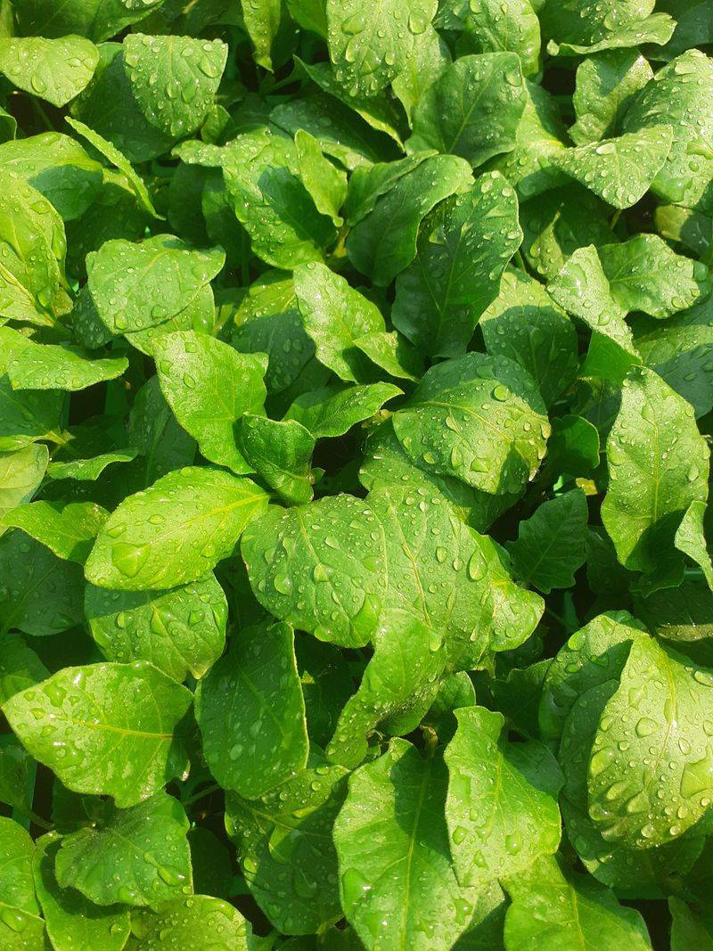 Spinach Soaks Up Every Drop Spinach Soaks Up Every Drop