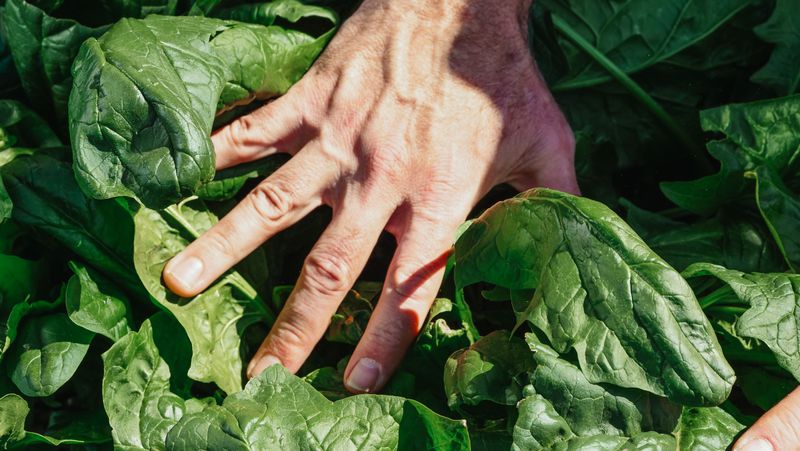 Spinach Stays Busy