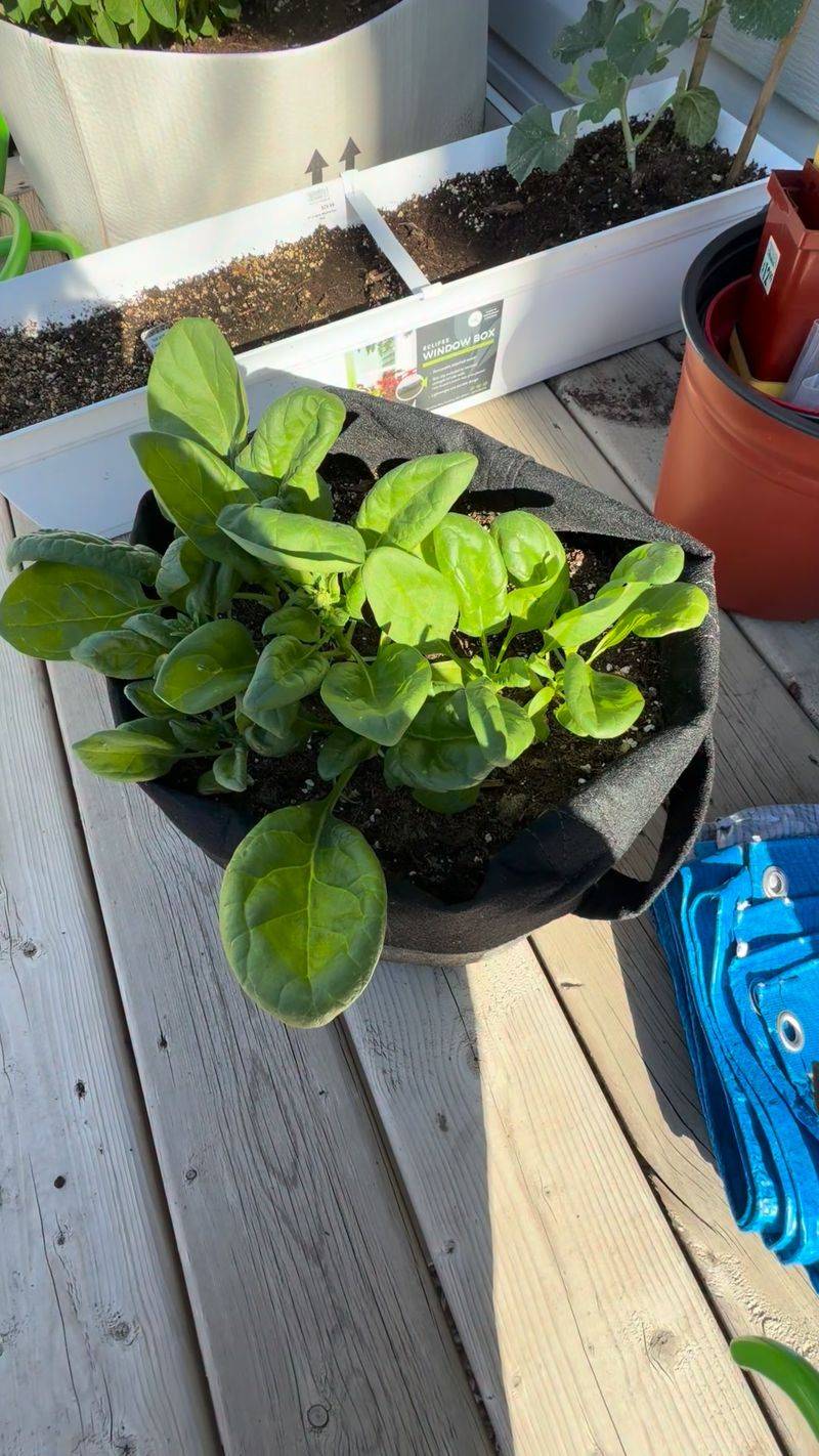 Spinach That Loves Cool Weather