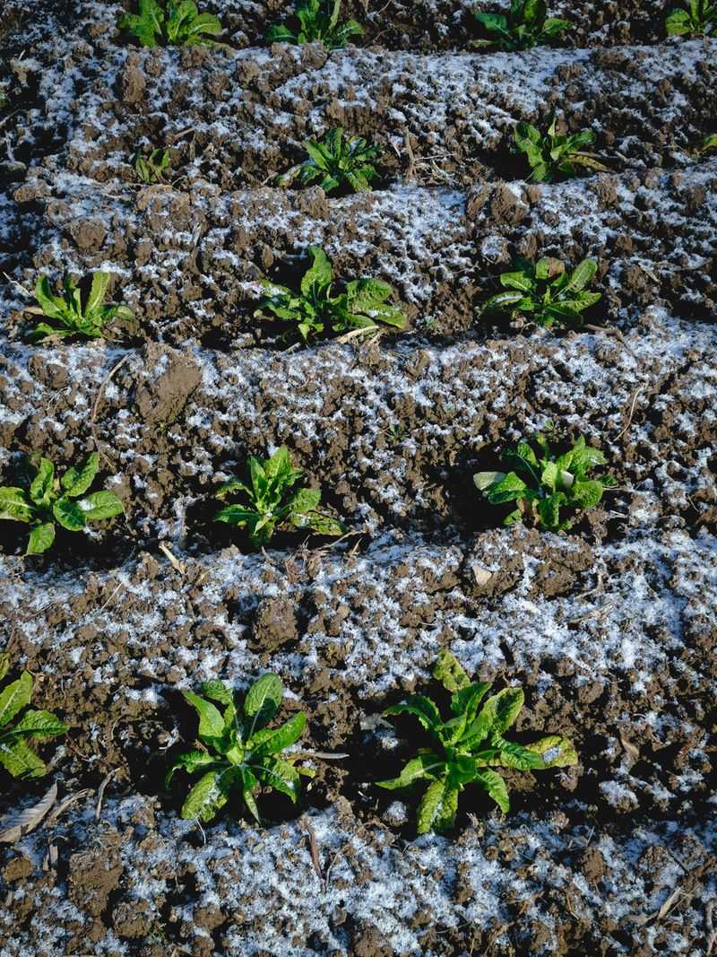 Spinach Thrives In The Cooling Weather Spinach Thrives In The Cooling Weather