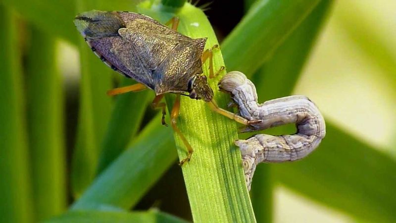 Spined Soldier Bugs Are Helpful Predators