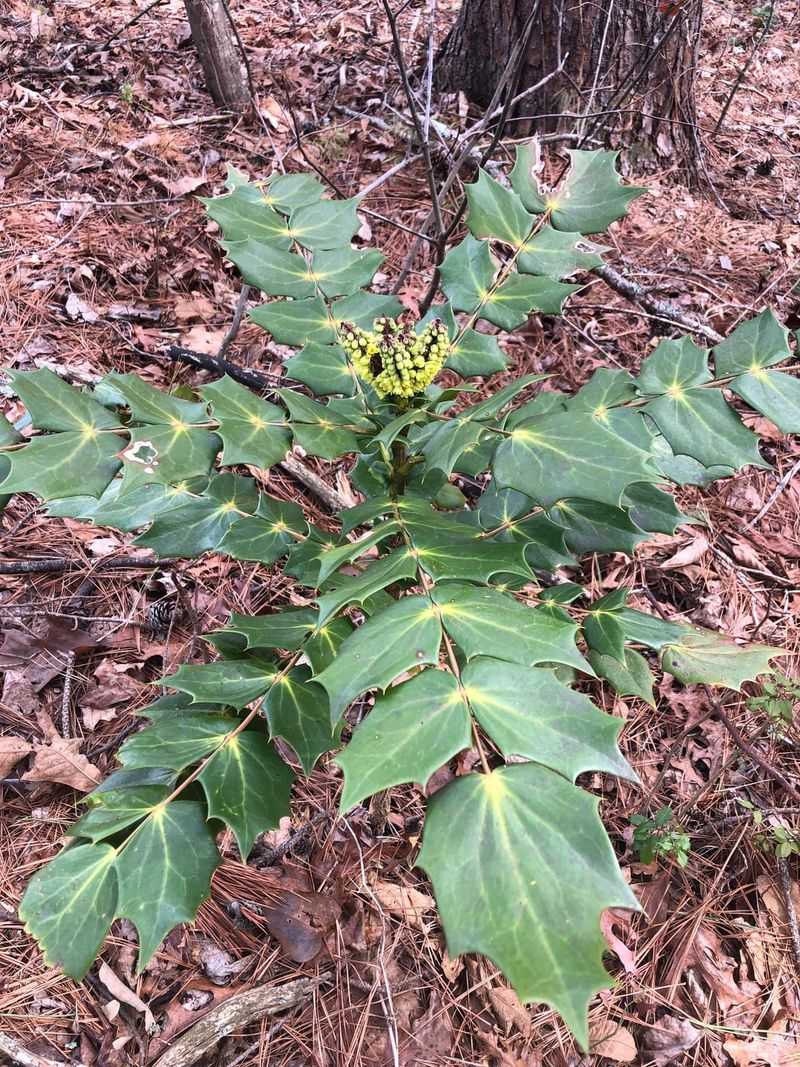 Spiny, Holly-Like Leaves In The Woods May Not Belong There