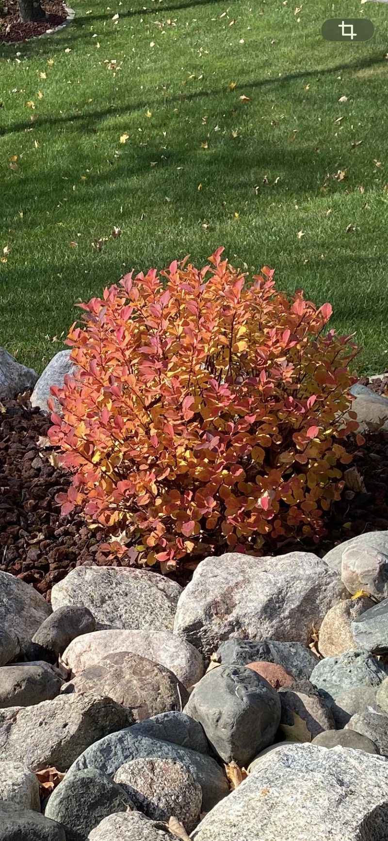 Spirea For An Easy, Forgiving Move Spirea For An Easy, Forgiving Move