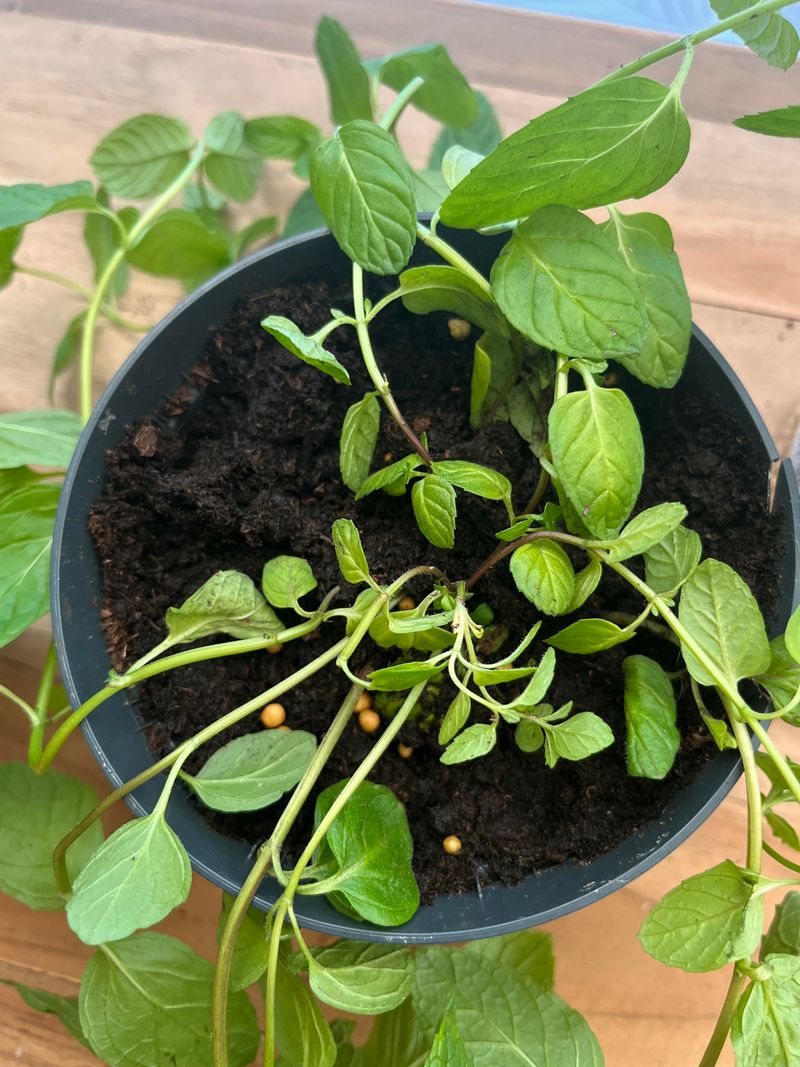 Split Crowded Clumps To Wake Up Tired Plants Split Crowded Clumps To Wake Up Tired Plants